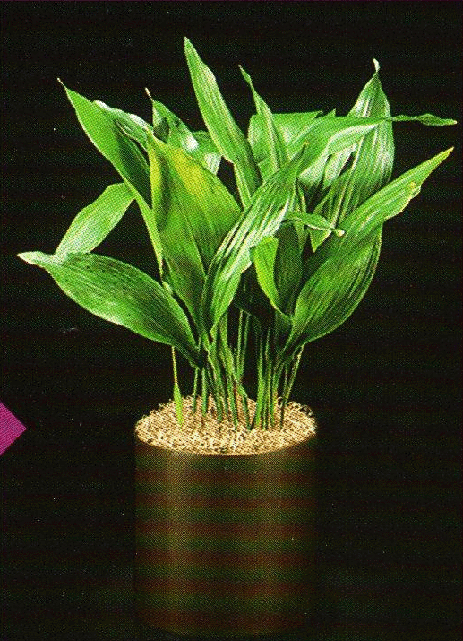 cast-iron plant,گیاه چدنی